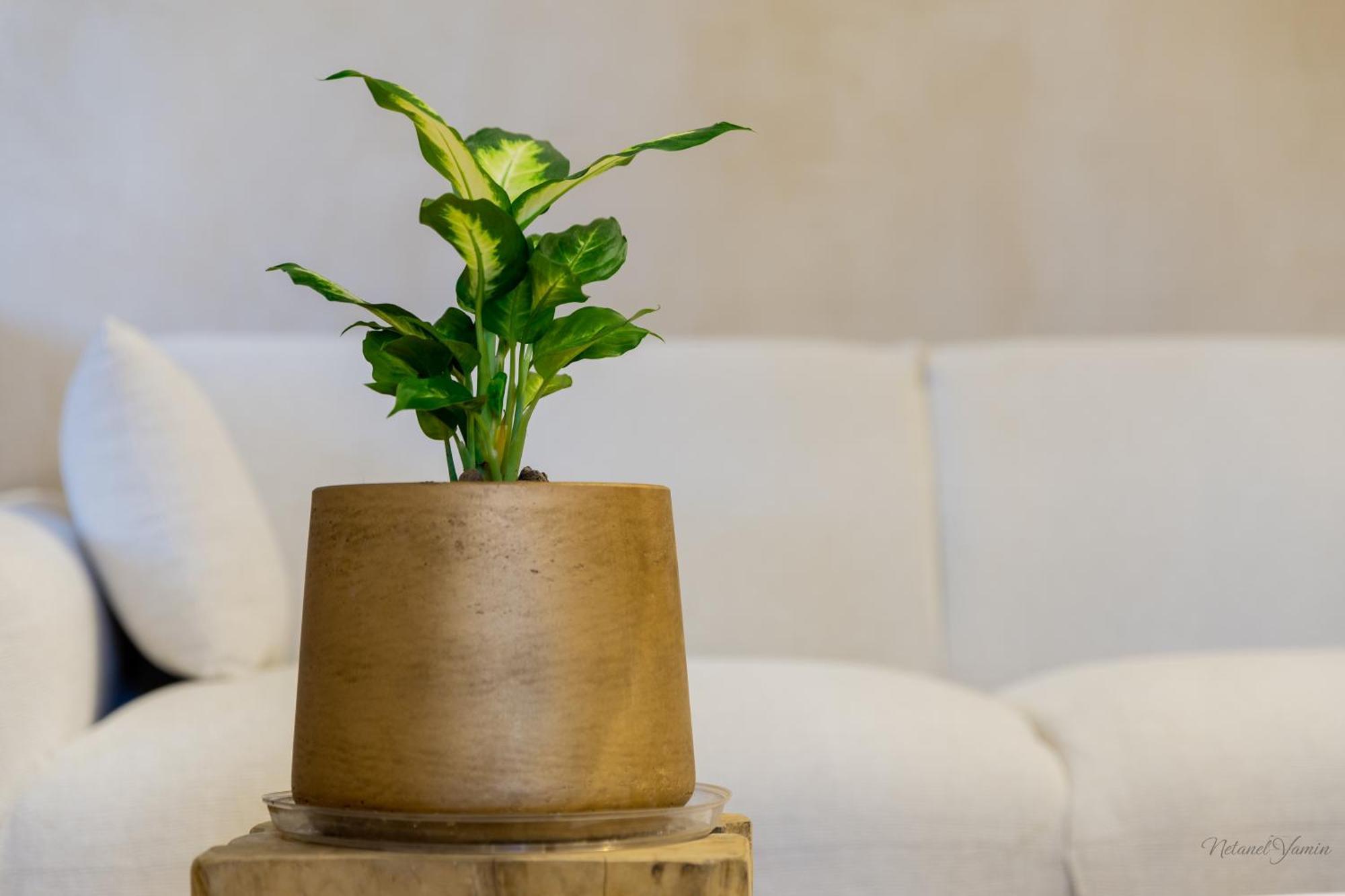 זכרון יעקב Hagafen Boutique Suites מראה חיצוני תמונה
